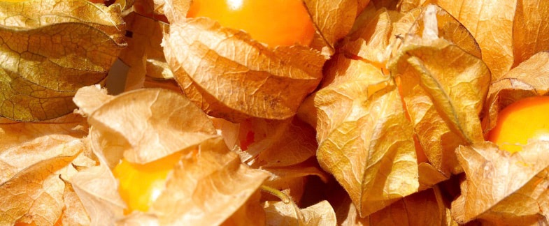 Goldenberry: discover the nutritional benefits of this exotic Colombian fruit.